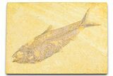 Detailed Fossil Fish (Knightia) - Wyoming #379457-1